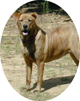 Nature Offerings by Honey Honeys Nature Offerings.